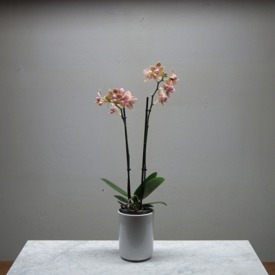 Sama orkidea 10 000K loisteputkivalossa